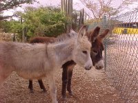 Bram and Friend