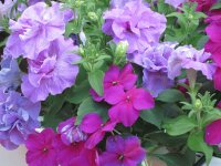 Petunia