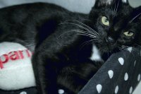 My cat =^.^=
