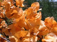 Bouganvillea.