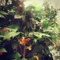 La tomé en el mariposario de Chapultepec