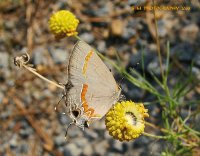 Butterfly in the Fall