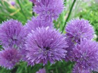Gräslöksblomma