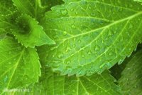 verde menta