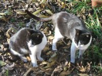 Cats