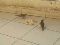 Sparrow Birds