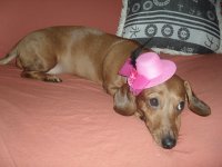 Bellinha