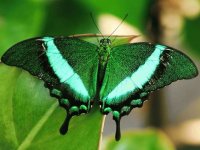 Cola de Golondrina Esmeralda - Asia