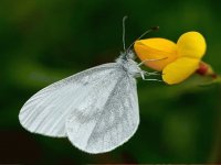 Mariposa de madera blanca - Europa