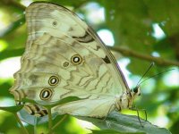 Morpho Blanco - América Central, Antillas