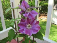 Spring flower