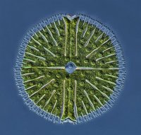 diatom