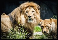 Lions