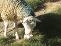 mouton amateur de biére