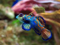Pez Mandarín - Australia