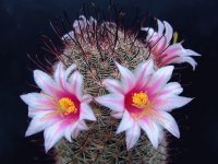 Mammillaria - América