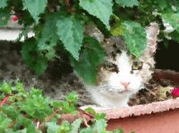gracie in the salvia