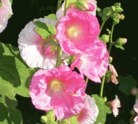 hollyhocks
