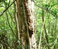 spirit of the congaree national forest