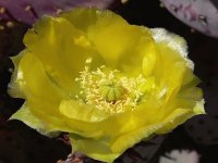Opuntia Santa Rita- Norte y Centroamérica