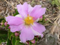 Pereskia Grandifolia - Centro y Sudamérica