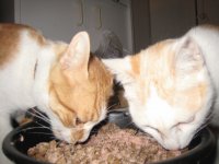 Kitty and Diesel