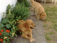Mis perros