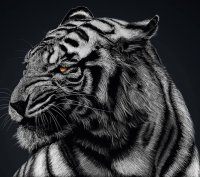 tigre