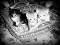 Kitty Kats