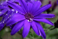 Blooms