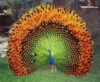 pavo real 45