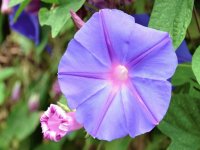Campanilla Azul - Centroamérica