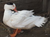 duck