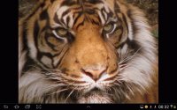 big cat 23