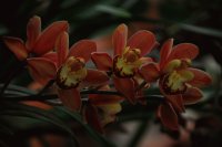 Orquídeas