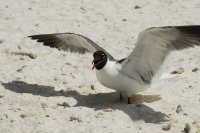 Gaviota Los Roques