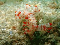 Nudibranquios Bornella - Indonesia