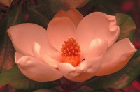 Magnolia