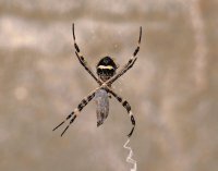 Araña