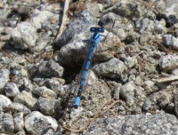 Libellulainterista in Val di Sole