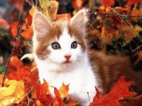 gato 06
