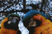 Guacamaya
