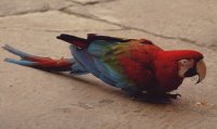 Guacamaya 2