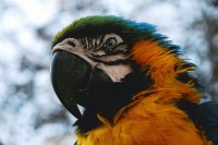 Guacamaya 3