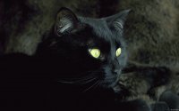 Eu sou o negro gato
