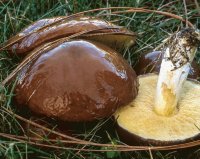 California Fungi - Suillus Brevipes