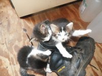 kittens play