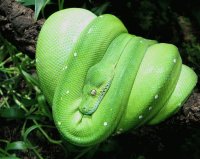 Morelia Viridis - Serpiente Arborícola.
