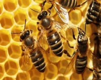 Abejas Melíferas en panal