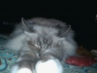 paws